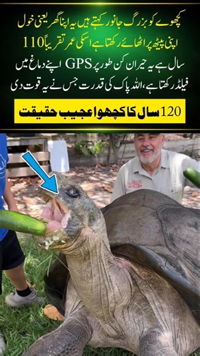 The Secret of a 120-Year-Old Turtle | Nature's Living Miracle#naturefacts#nature#wildlife #shorts