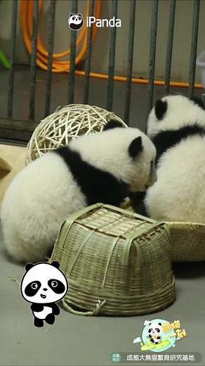 Why don’t you play with me? #pandababy #cutebaby #play #animals #playwithme #funnyvideos #fyp