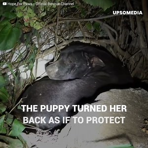 639K views · 10K reactions | A little dog has her babies in the street and desperately walks around with the body of her puppy in her muzzle, but when she is assisted, she desperately tries to warn them that something is wrong. | The Kiwi | Facebook