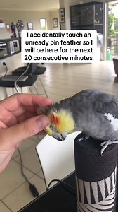 I’m so sorry my boy #cockatiel #birdsoftiktok #mybaby | Nature of animal