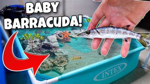 I caught baby barracuda for my pond!🐟