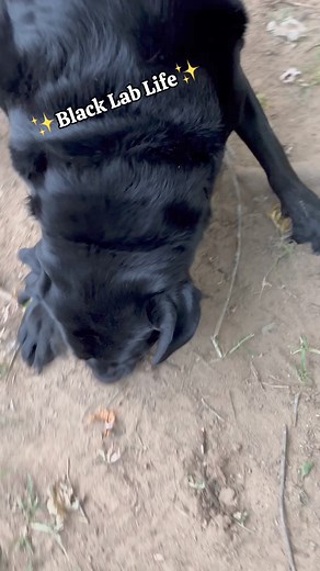14K views · 556 reactions | Lab life chronicles ✨Black Lab edition #blacklabrador #funnypost #livelifetothefullest #funnydogmoments #reelsfunny | Winston, Rutledge and Reggie the funny Labs | Facebook