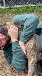 265K views · 10K reactions | Let’s get this beautiful loving pup adopted ASAP! He was literally shot in the head and look how beautiful and lovely he is. The staff, program and medical facility at @memphishumane is amazing! | The Asher House | Facebook