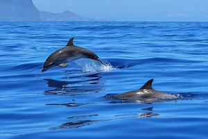 The Enigma of Dolphin Gatherings: Unraveling the South African Coastal Phenomenon