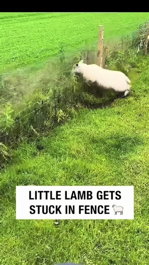 Authentic Gyro Experience: Steak, Lamb, Pork, or Chicken