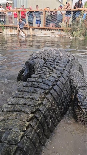 Elvis the Alligator Eats Whole Chicken!