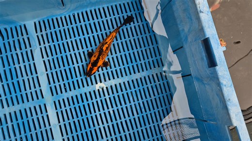 Kin Kabuto KoiSome of our Kin Kabuto have really developed in colour, some have been a lovely yellow and others have turned a deep deep orange, this one is available on our site NOW. We have a few more but we have decided to grow them over the winter to see how the develop further  | EcoSystem Koi | Facebook