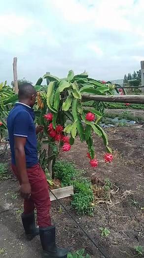 young farmer on TikTok