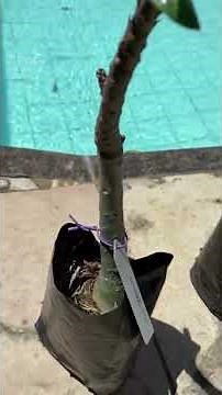 See some types of desert roses and be amazed by these beautiful plants