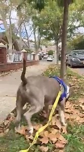 15K views · 2K reactions | Introducing PEE WEE! We've got a baby...