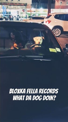What Da Dog Doin? 🐕