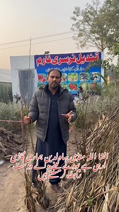 منڈی بہاولدین ہماری گاڑی ارہی ہے جو دوست پودے لینا چاہتے ہیں رابطہ کر سکتے ہیں 03004429386 | Pakistan Agriculture Forum