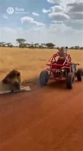 Warthog Road Rush／疣猪的公路飞驰／イボイノシシのロードラッシュ