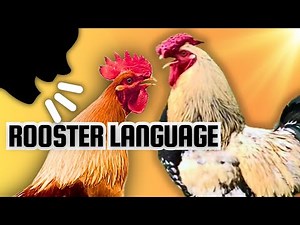 The Secret Language of Roosters