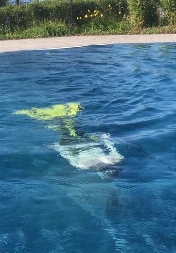 The male mermaid Ariel swims here in Lindau 🧜‍♀️🤩 —————————————— 🧜‍♀️ Mermaid tail by @Magictail and Mermaid Cryptia 🏞️ Location: @Therme Lindau —————————————— #mermanariel #mermaid #mermaids #meerjungfrau #mermaiding