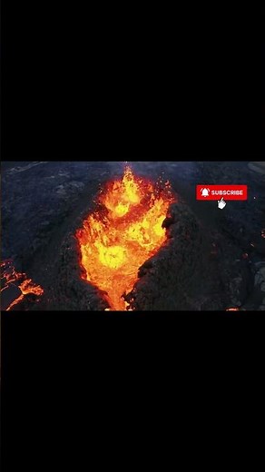 BOLD wildlife 😲​ | BEST Dolby Vision video 4K HDR 60 fps