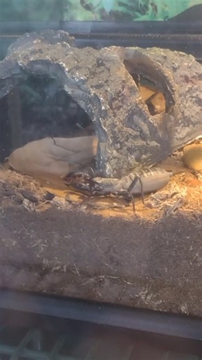 giant vinegaroon at the bush garden 1