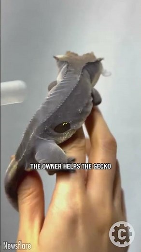 Gecko Turns Into a Tiny Balloon During Shedding—Unbelievable! 🦎