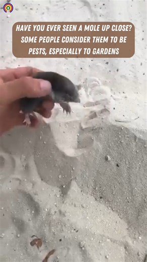 Often thought of as pests, moles provide important contributions to their ecosystems | causes.com