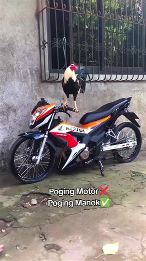 Understanding Backyard Breeders and Their Impact