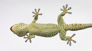 Gecko sitting and isolated on clear glass. Close look.