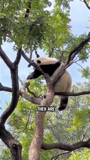 Why Pandas Are so dumber