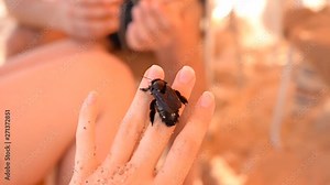 Carpenter bee standing on a persons hand after being saved from the ocean