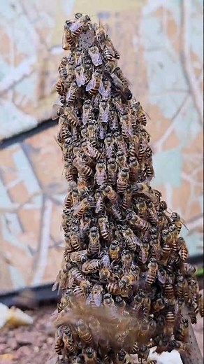 Swarm of Honey Bees Gathering🥰
