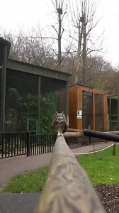 397K views · 12K reactions | Funny owl 藍藍藍藍 | Awesome Owls | Facebook