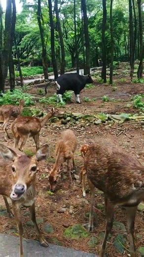 Rusa di taman safari#animals