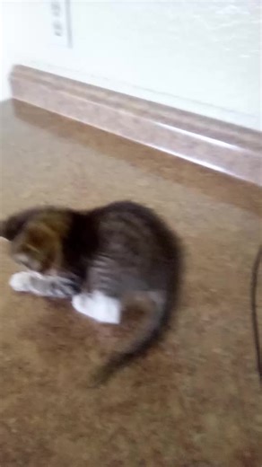 Jason Darulo (@jason.darulo1)’s videos with original sound - Jason Darulo