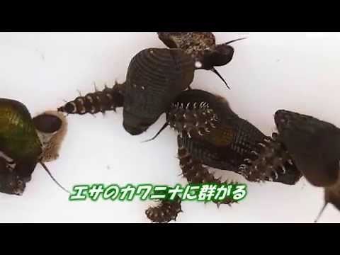 2015 01 17 Youtube ホタルの飼育カワニナを食べる幼虫
