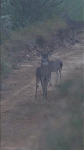GIANT Buck down LONG SHOT 👀🦌