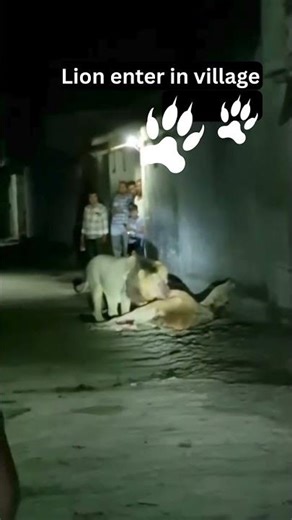 Lion enterinvillage show that people | #lion #gir #gir villages #wildlife #gujarat #short #shorts