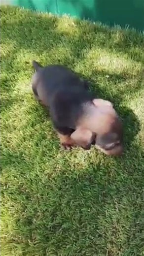 ¡El carisma del Teckel en unos pocos segundos! 🌭✨