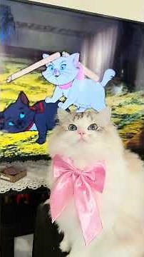 Pretty Cats That Are Too Cute to Ignore 😻 American Cat Vibes