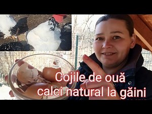 Cojile de ouă, calciu natural pentru găini ( beneficii)