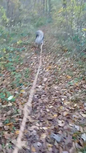 Prestation balade canine pour Ralph ce matin 🐕‍🦺 Une superbe balade en forêt ce matin 🍁🍂 Pépère hyper content de sa balade avec sa nounou préférée 😍 | Les Poils Plumes et Compagnies-Pet Sitter -Balade Canine