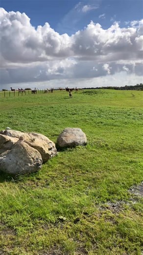 Excited donkey | Willowlanealpacas