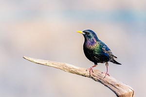 De 10 meest voorkomende vogels in Nederland