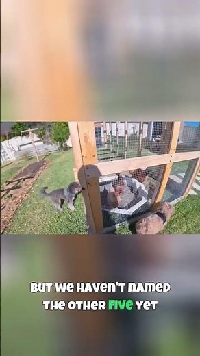 DIY Chicken Run 🐓 I Built it using plans from Etsy