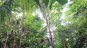 #alimokon #alimokonhunting #alimukon #bird #birds #birdhunt #birdhunting #hunter #hunting #catchandrealese #alimokon #alimokonofficialtv | Alimokon12