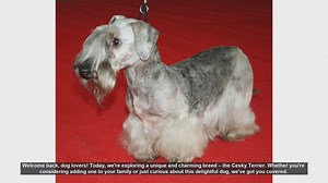 Discover the Charming Cesky Terrier: A Unique and Versatile Breed