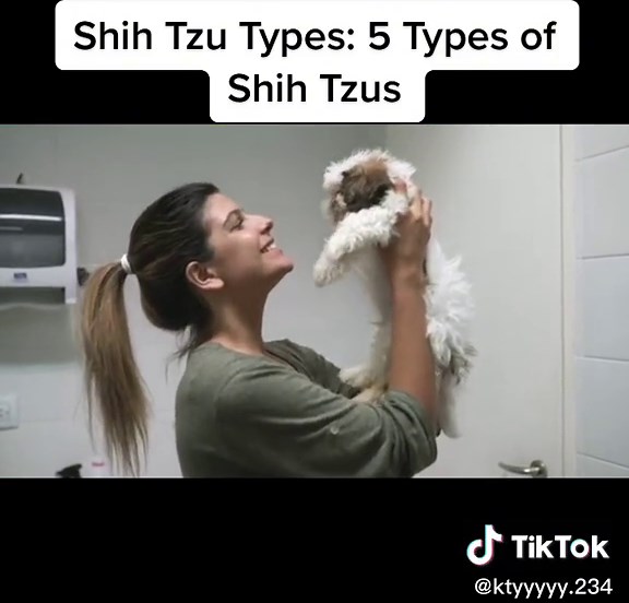 5 Types of Shih Tzus Explained