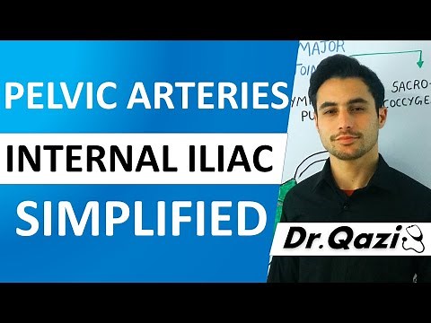 Internal Iliac Artery | Arteries of Pelvis