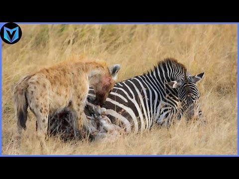 8 Most Incredible Hyena Attacks Caught On Camera