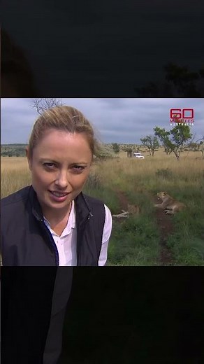 Lion goes after television crew | 60 Minutes Australia