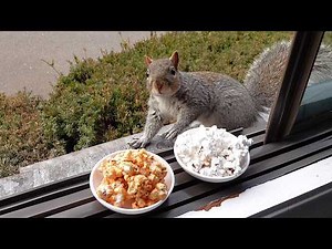 Squirrels' reactions to popcorn