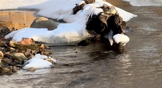 River otter, Sugar Creek, Parke County
