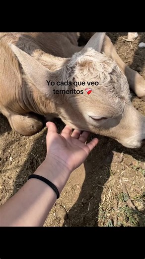 #terneros #campo #❤️‍🩹